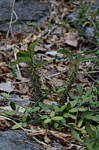 Euphorbia perrieri Xerosicyos decaryi Tsingy de Namoroka GPS249 Mad 2015_1303.jpg